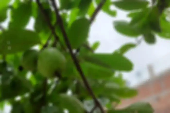Daun jambu biji kaya akan manfaat kesehatan. 