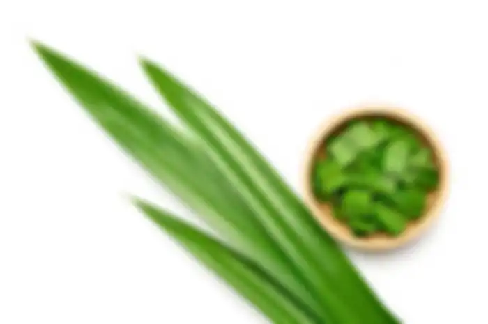 Manfaat Luar Biasa Daun Pandan Untuk Kesehatan Rambut