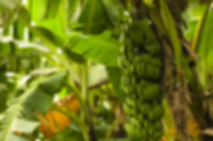 Ilustrasi pohon pisang