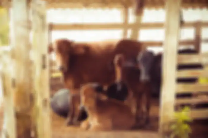 kotoran sapi ternyata memiliki segudang manfaat