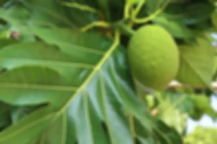 Khasiat buah sukun untuk mengobati berbagai penyakit