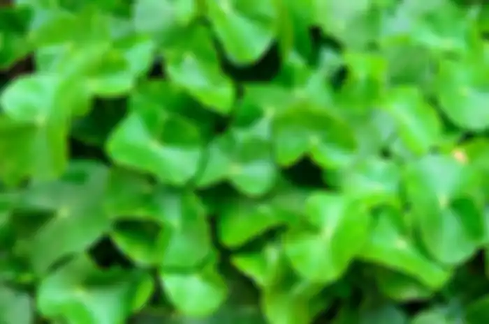 Daun Pegagan
