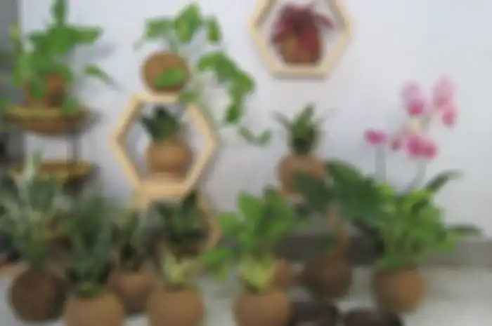 Kokedama, seni berkebun tanpa pot menggunakan media tanam lumut. 
