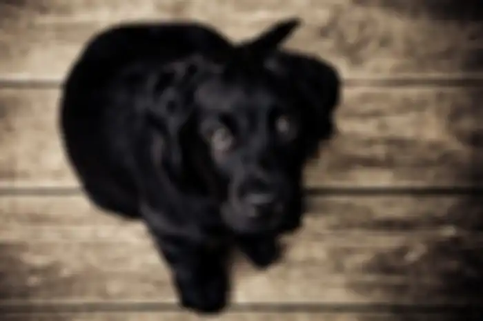 Ilustrasi anjing hitam
