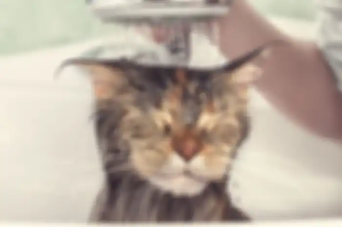 Ilustrasi kucing mandi, kucing