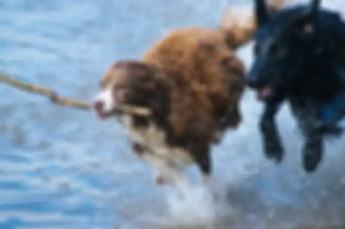 Ilustrasi dikejar anjing