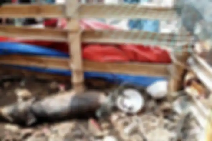 Babi yang diduga jadi-jadian dan diamankan warga di Kelurahan Bedahan, Sawangan, Kota Depok, Selasa (27/4/2021). 