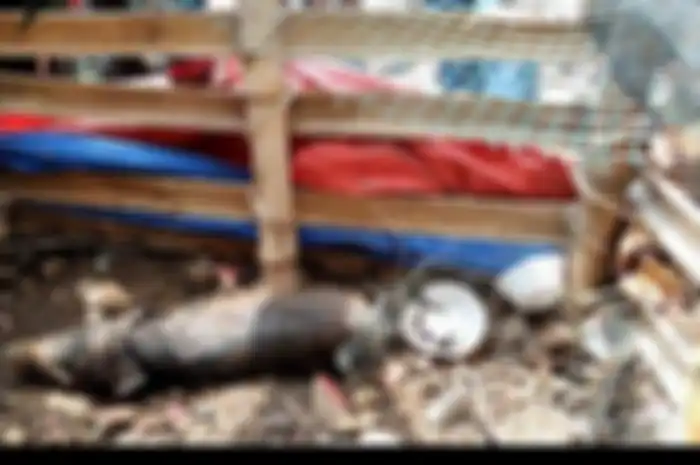 Babi yang diduga jadi-jadian, Tribun Jakarta