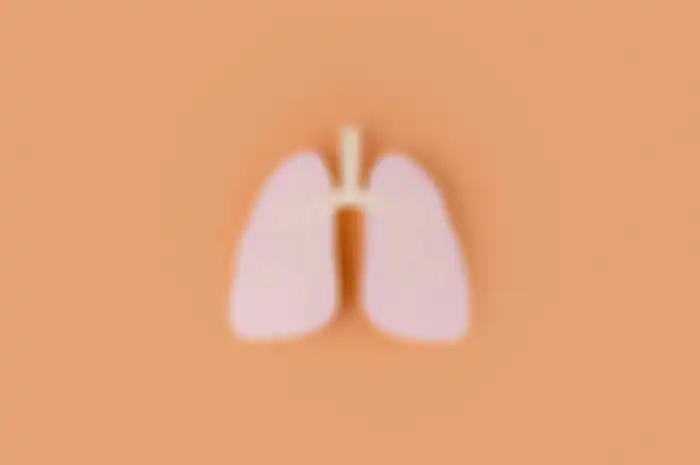 Ilustrasi paru-paru, salah satu organ sistem pernapasan manusia