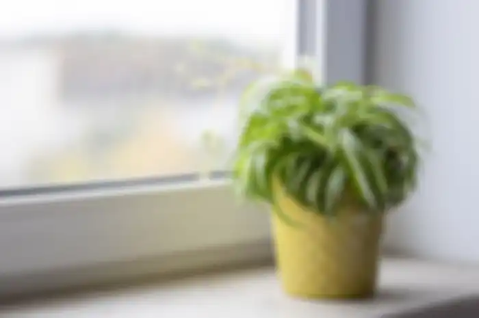 Ribbon plant