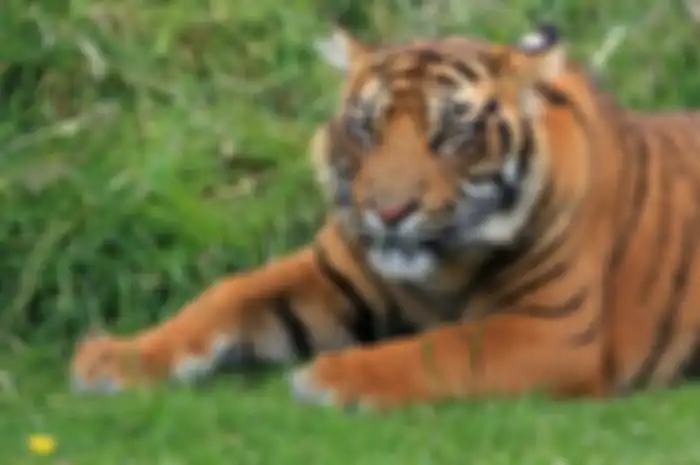 Seorang pendulang emas diterkam harimau 