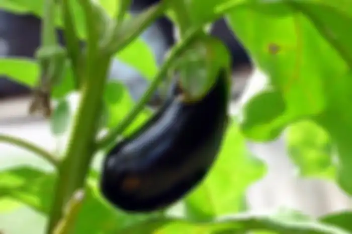 Orang-orang dengan kondisi ini tidak boleh makan sayur terong