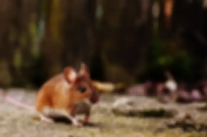 Ilustrasi tikus