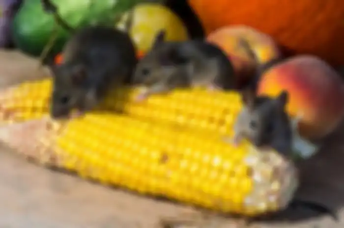 Ilustrasi tikus 