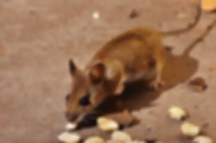Ilustrasi tikus