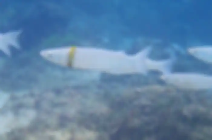 Seekor ikan mullet atau belanak malang yang terlilit cincin kawin emas di perairan dekat Pulau Norfolk, Australia.