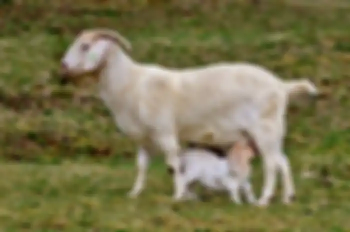 Kambing adalah salah satu contoh hewan vivipar.
