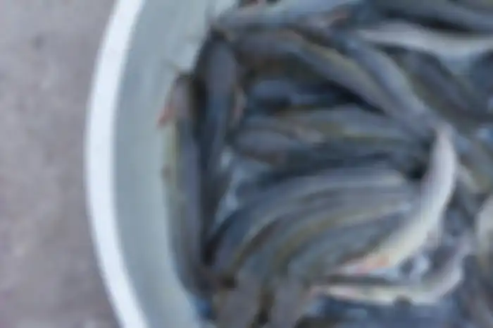 ikan lele 
