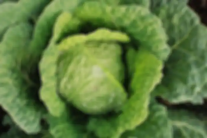 Sayur Kale