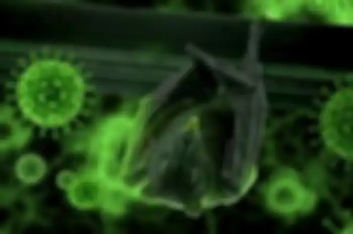Kelelawar induk virus corona.
