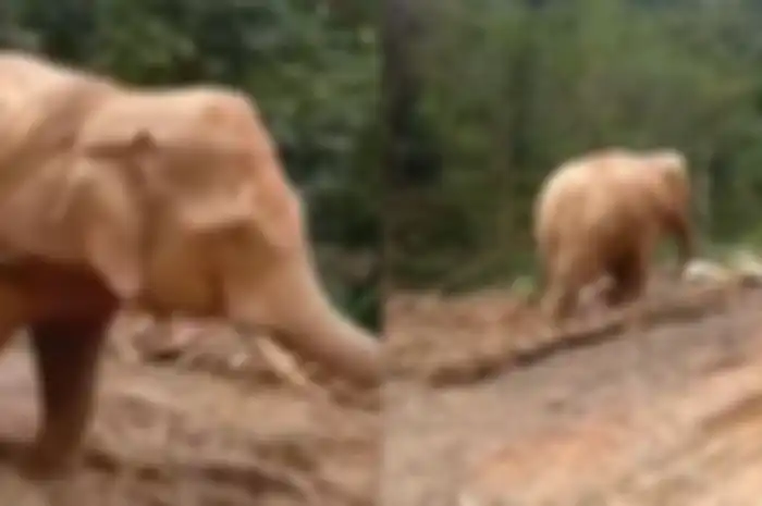 Viral video gajah tarik tebangan kayu. 