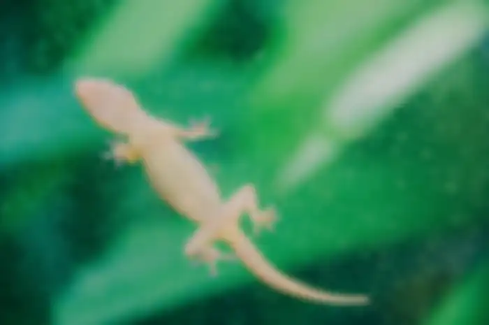 Basmi cicak