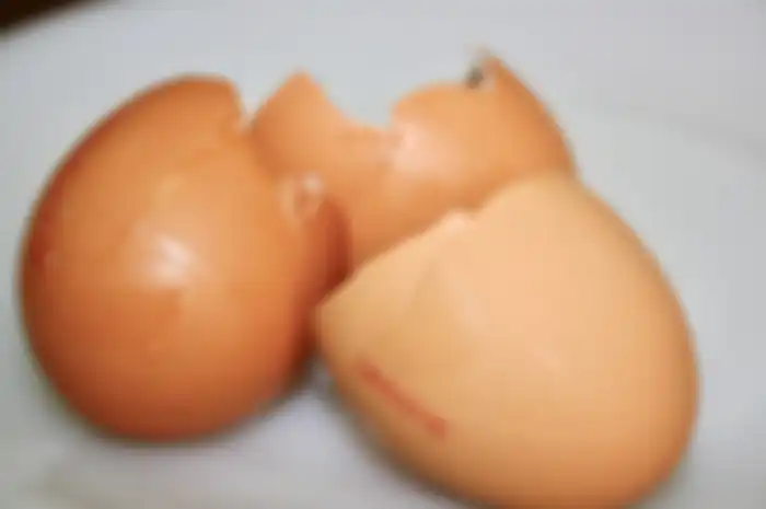 Cangkang telur 