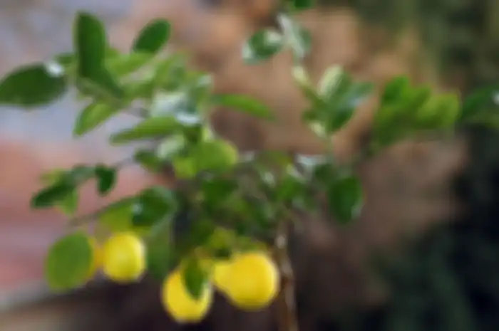 Daun lemon