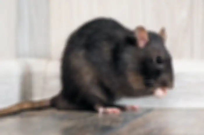 Siapa sangka cuma dengan menggunakan cabai, tikus di rumah lari terbirit-birit.