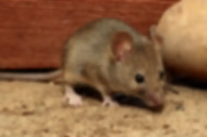 Ilustrasi tikus