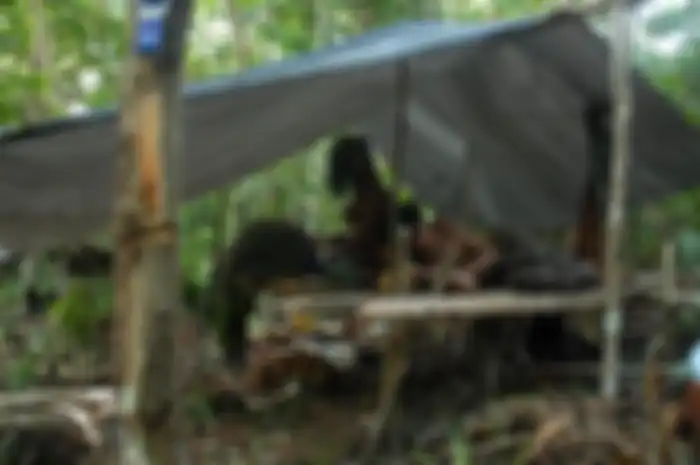 Orang rimba yan berada di pondok tempat tinggal mereka di kawasan hutan industri