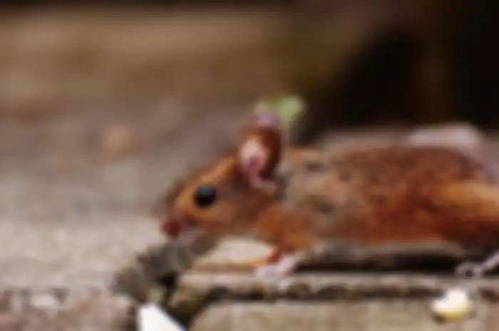 Cara mudah membasmi tikus