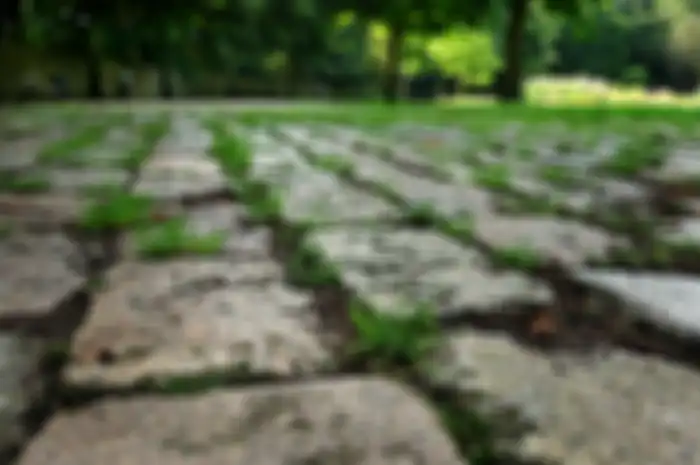 Gulma atau rumput liar 