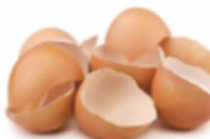 cangkang telur dapat dikonsumsi