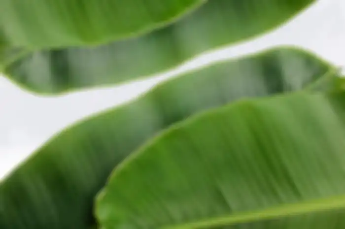 Daun Pisang