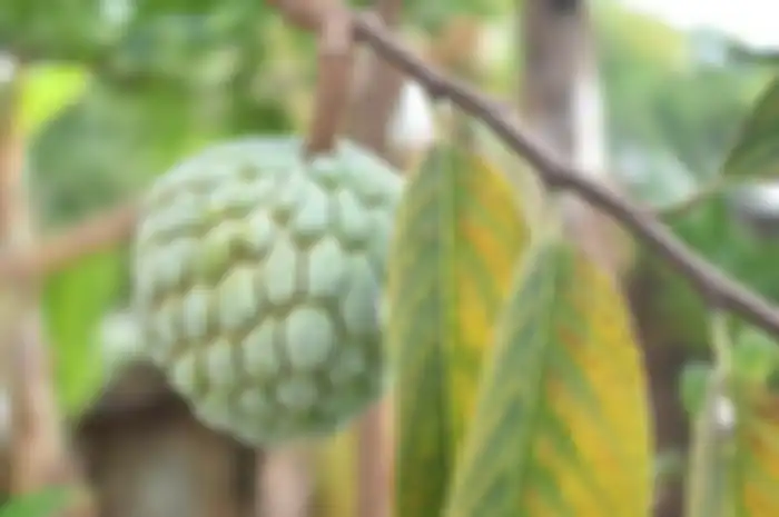 Buah srikaya memiliki banyak manfaat untuk tubuh.