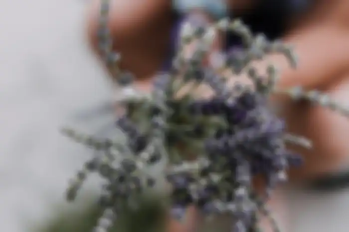 Lavender, salah satu tanaman pengusir nyamuk.