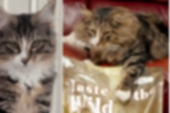 Setelah 14 bulan hilang, kucing ini berhasil kembali bertemu majikannya.