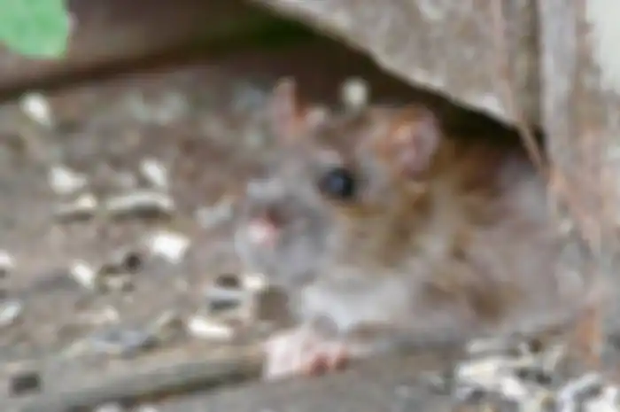 ilustrasi tikus