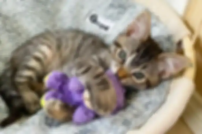 Seekor anak kucing bernama Mathilda bersama dengan boneka favoritnya, Lamby Beans.