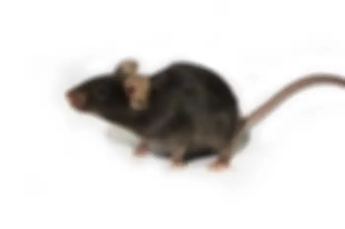 Tikus yang bersarang di plafon rumah kita dapat dibasmi dengan 6 cara ampuh ini. 