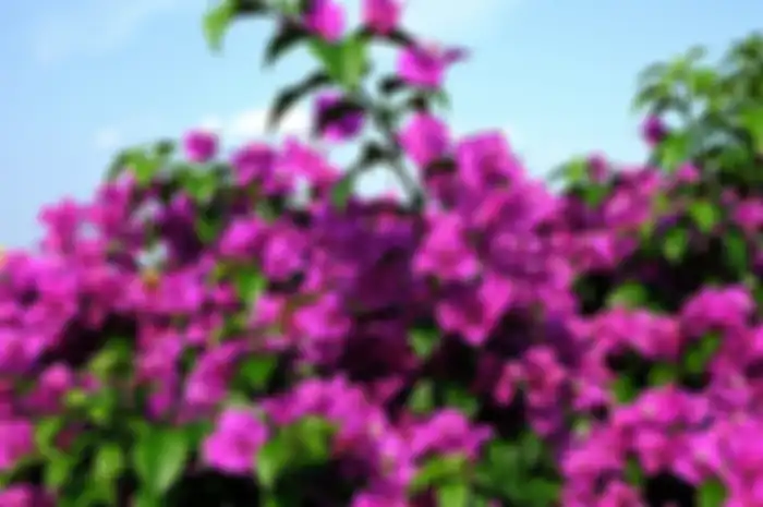 Bougainvillea atau bunga kertas sering dijadikan tanaman di pekarangan rumah.