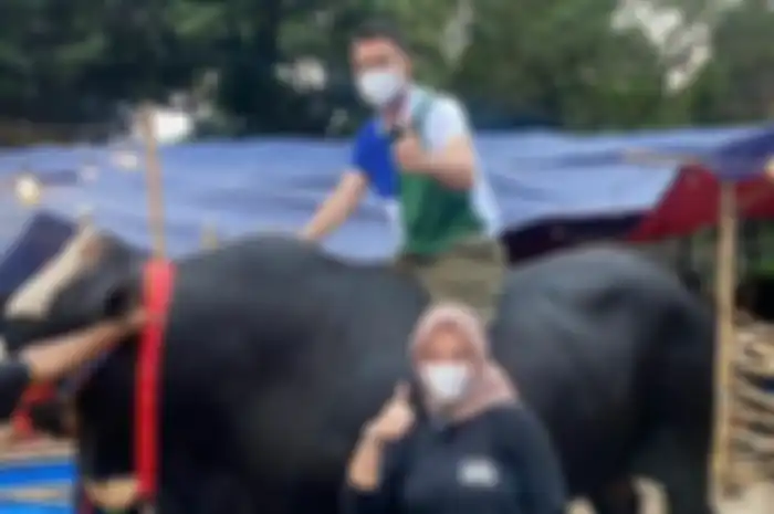 Raffi Ahmad datangkan sapi 1,4 ton dari Gunung Kidul