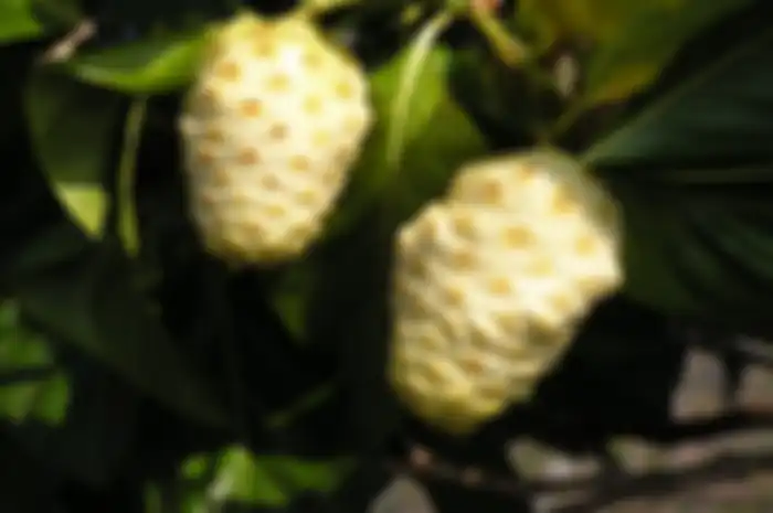 Salah satu manfaat buah mengkudu adalah menurunkan kadar gula darah.