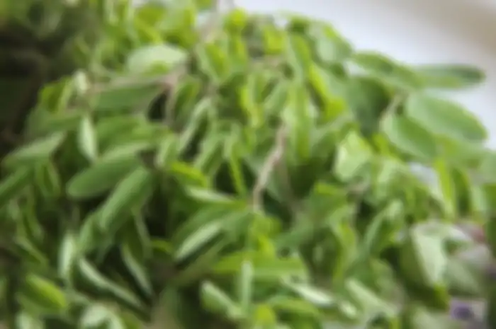 Daun kelor, salah satu tanaman obat yang berkhasiat.