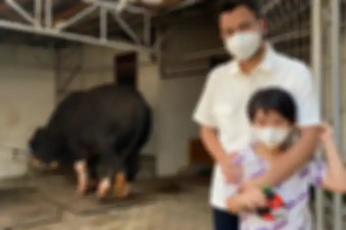 Raffi Ahmad kurbankan 10 sapi dan 10 kambing di Hari Raya Idul Adha 2021 ini.