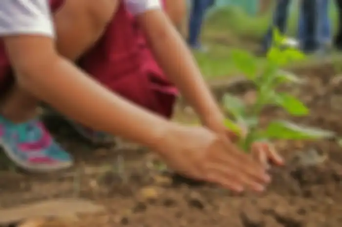 Reboisasi atau penanaman kembali untuk mengembalikan fungsi hutan.