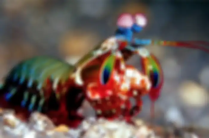 Udang mantis, hewan invertebrata. Ini contoh hewan vertebrata dan invertebrata dengan cara geraknya.
