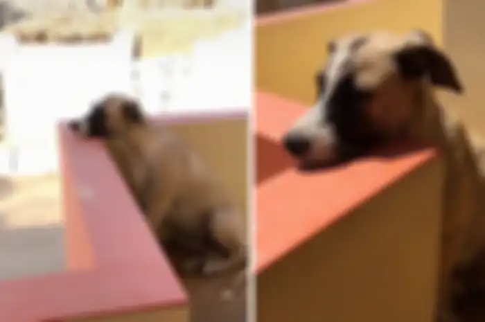 Anjing ini ditinggal pergi sang pemilik. Dia terus menunggu kepulangannya sepanjang hari. Fotonya bikin hati kita meleleh.