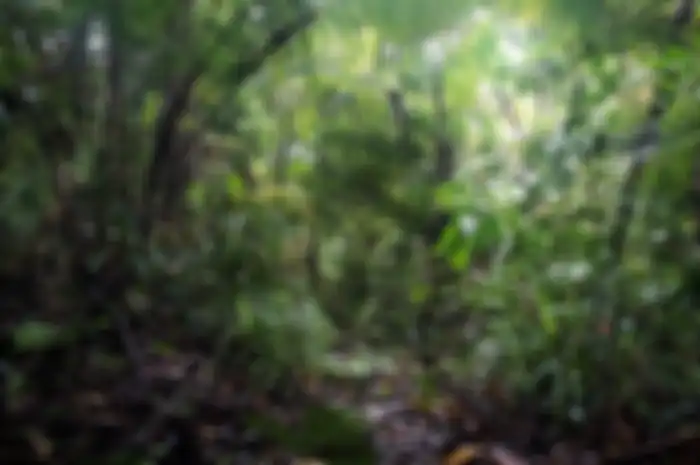 Ilustrasi tumbuhan dalam hutan. Apa manfaat tumbuhan bagi makhluk hidup soal buku tematik kelas 6 SD tema 1. 